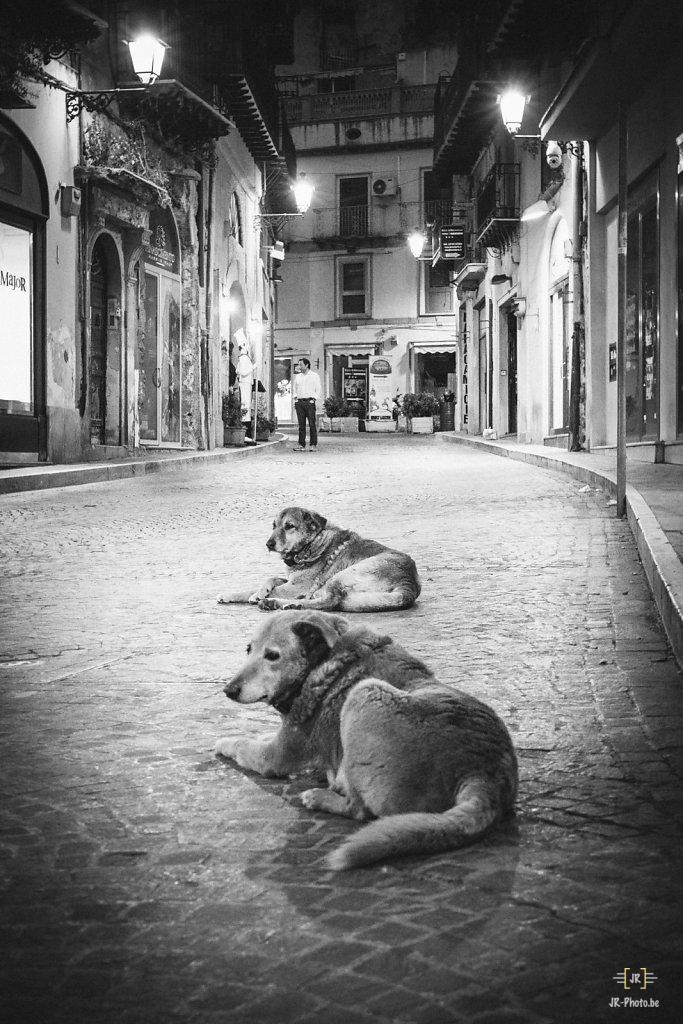 Photo de rue - Dog street?